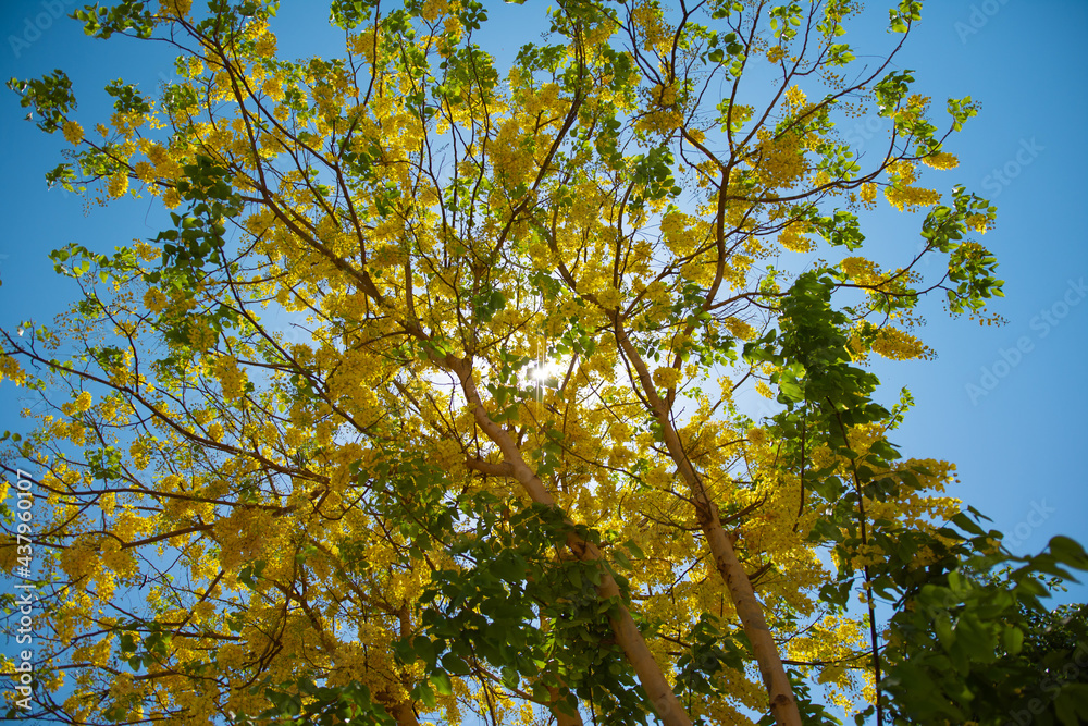 Obraz premium Yellow tree and sky of Luxor.