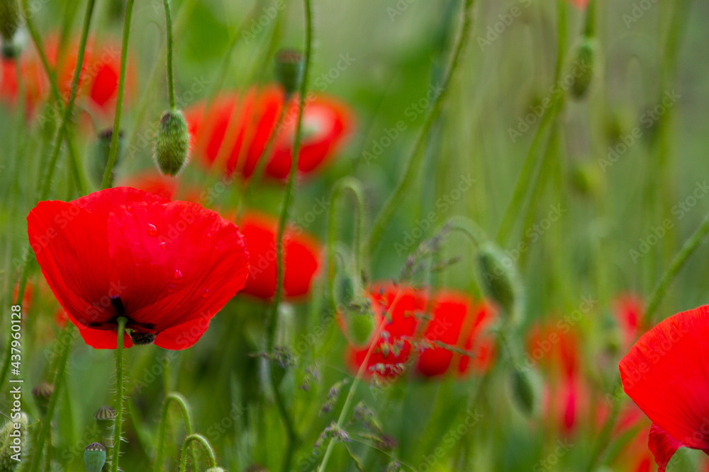 Obraz premium Klatschmohn