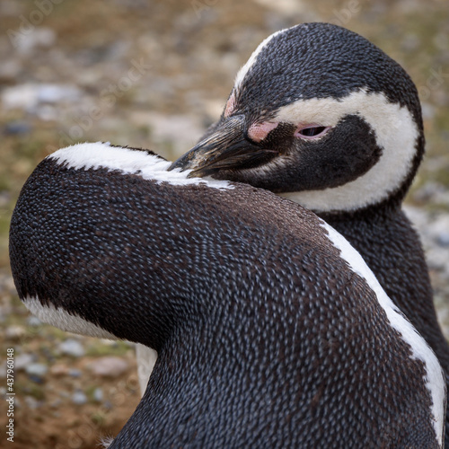 Magellanic penguins photo