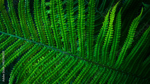 Fern leaves background texture.  Dark green foliage for background.  Copy space, wallpaper.