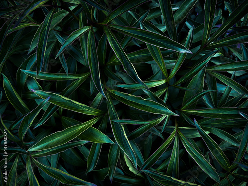 Background texture of foliage in Tidewater Green 2021. Dark green foliage for background.  Copy space, wallpaper.