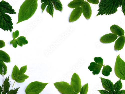 Frame made of various green leaves on a white background with copy space for your text.  Top view, flat lay.  Natural summer or spring background.