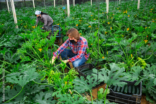 Farm workers gathering crop of zucchini in the greenhouse