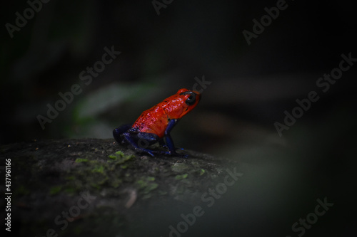 Rana roja venenosa Costa Rica