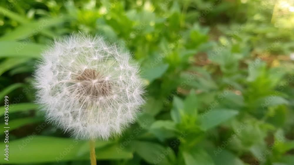 White dandelion in grass. Nature background of dandelions in the grass. Bloomed dandelion in nature grows from green grass White dandelion in grass. Nature background of dandelions in the grass. Bloomed dandelion in nature grows from green grass