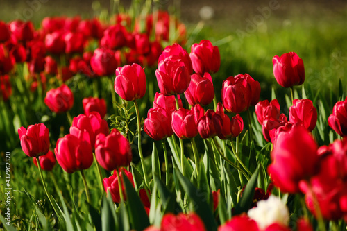Field of red tulips  spring red bright blossom. Seasonal fresh tulip flowers field.