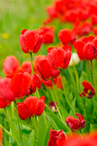 Red tulips in green grass, spring red bright blossom. Fresh tulip flowers blooming in the field.