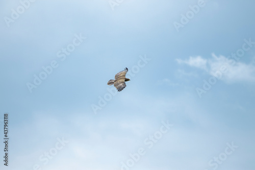 sky, bird, flying, blue, fly, flight, seagull, clouds, nature, birds, cloud, animal, freedom, wildlife, gull, wings, wild, eagle, white, wing, hawk, air, free