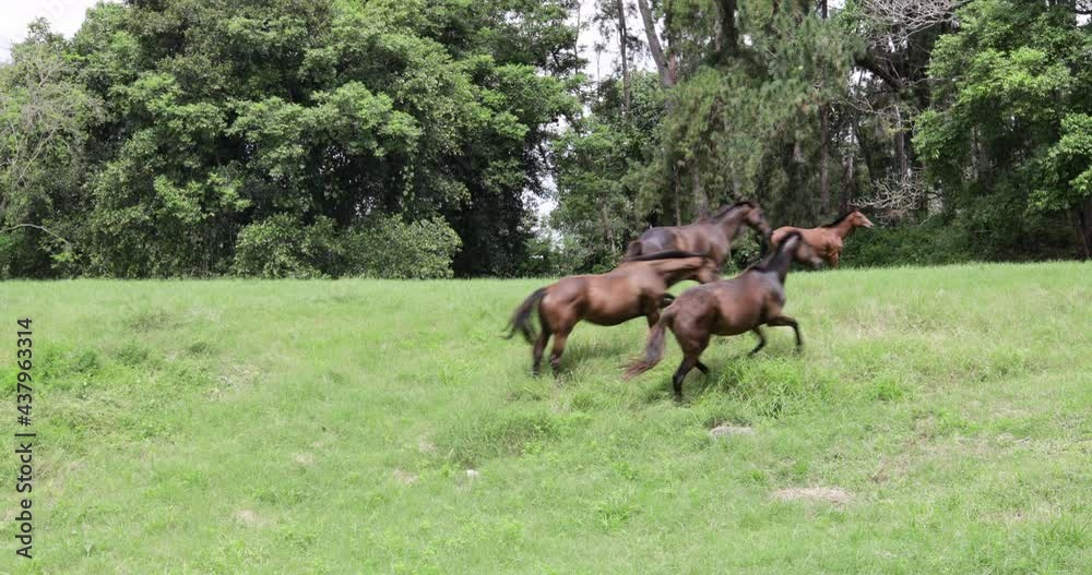 Costa Rica, Guanacaste province, galloping wild horses in nature Costa Rica, Guanacaste province, galloping wild horses in nature