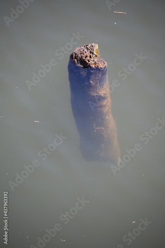 Baumstamm direkt unter der Wasseroberfläche photo