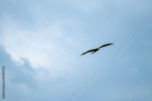 sky, bird, blue, flying, seagull, fly, clouds, flight, cloud, nature, gull, birds, freedom, airplane, wings, air, white, plane, wing, sea, wildlife, eagle, animal, light © Arthur