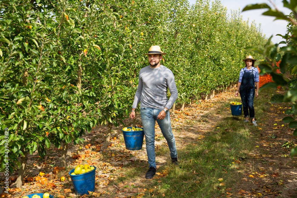 Fototapeta premium Farmers collect fallen apples for juice. High quality photo