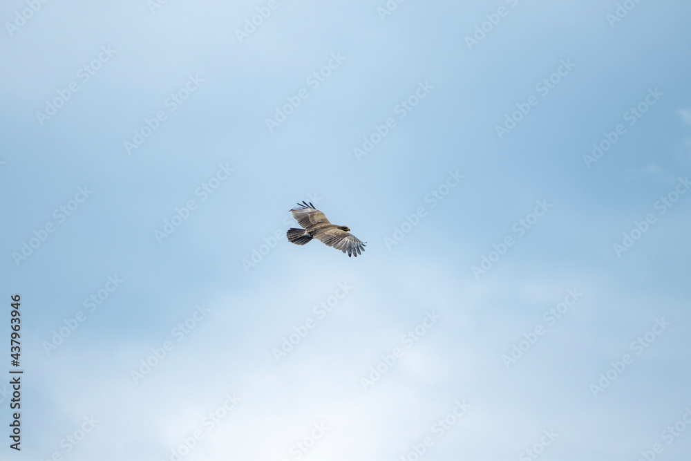 sky, bird, blue, flying, seagull, fly, clouds, flight, cloud, nature, gull, birds, freedom, airplane, wings, air, white, plane, wing, sea, wildlife, eagle, animal, light sky, bird, blue, flying, seagull, fly, clouds, flight, cloud, nature, gull, birds, freedom, airplane, wings, air, white, plane, wing, sea, wildlife, eagle, animal, light