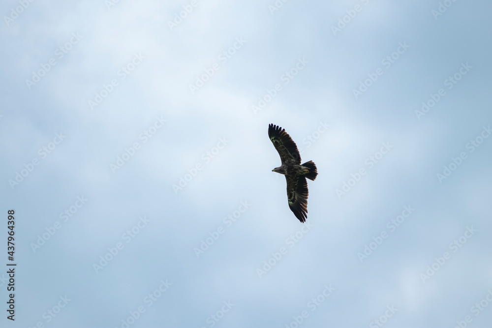 sky, bird, blue, flying, seagull, fly, clouds, flight, cloud, nature, gull, birds, freedom, airplane, wings, air, white, plane, wing, sea, wildlife, eagle, animal, light sky, bird, blue, flying, seagull, fly, clouds, flight, cloud, nature, gull, birds, freedom, airplane, wings, air, white, plane, wing, sea, wildlife, eagle, animal, light