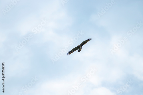 sky  bird  blue  flying  seagull  fly  clouds  flight  cloud  nature  gull  birds  freedom  airplane  wings  air  white  plane  wing  sea  wildlife  eagle  animal  light