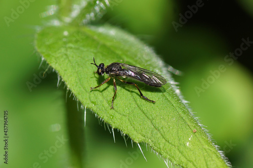 Dioctria hyalipennis. Subfamily Dioctriinae. Family Robber flies (Asilidae). On a hairy leaf in a Dutch garden. June, Netherlands.