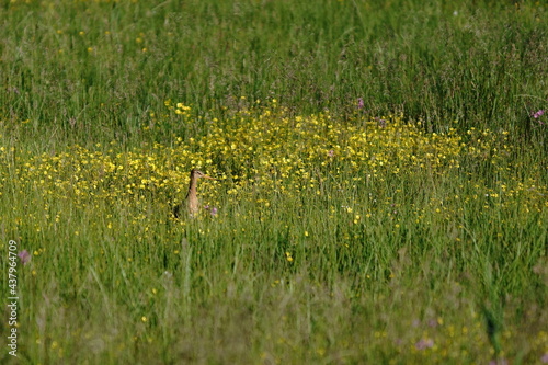 grass in the grass