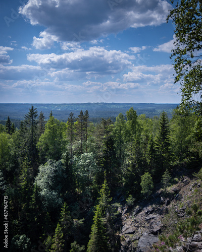 Swedish forest mountain view
