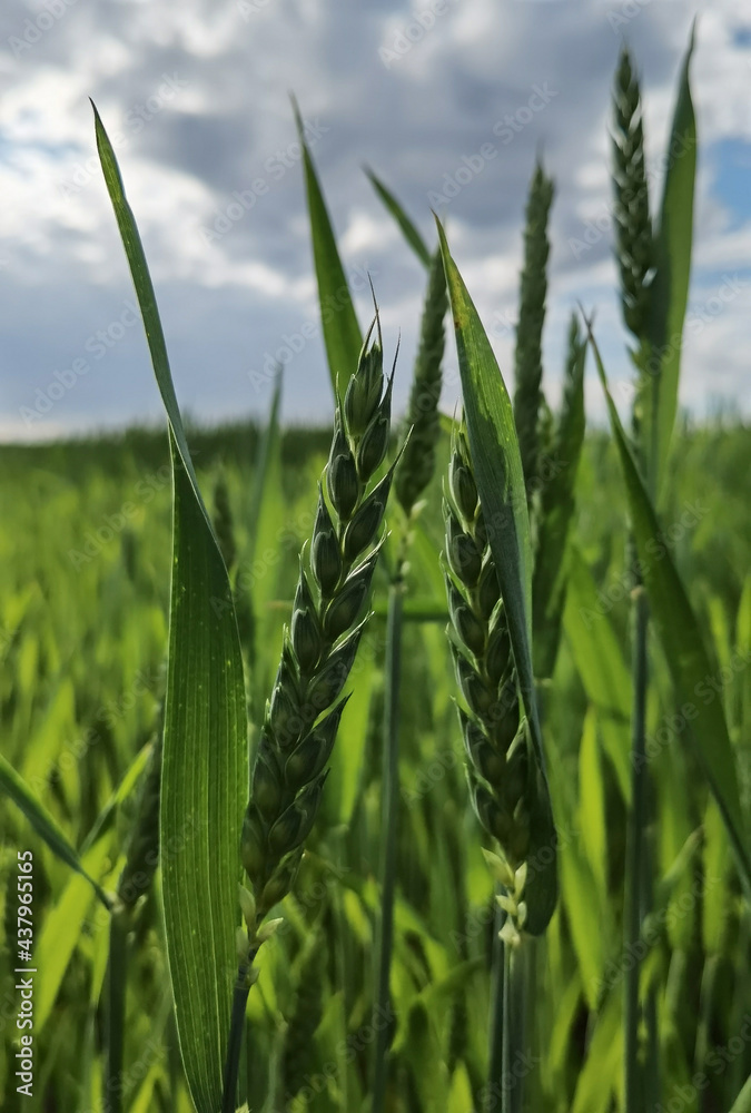 Obraz premium fresh green wheat field during summer day.