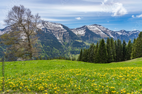 beatiful mountain landscape with yellow blooming meadows , snowcapped mountains and blue sky with Nagelfluh mountain chaie an Mount Hochgrat, Allgaeu area near Oberstaufen, Bavaria © Uwe