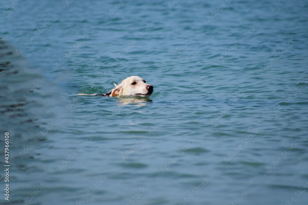 Fototapeta premium Dog swimming