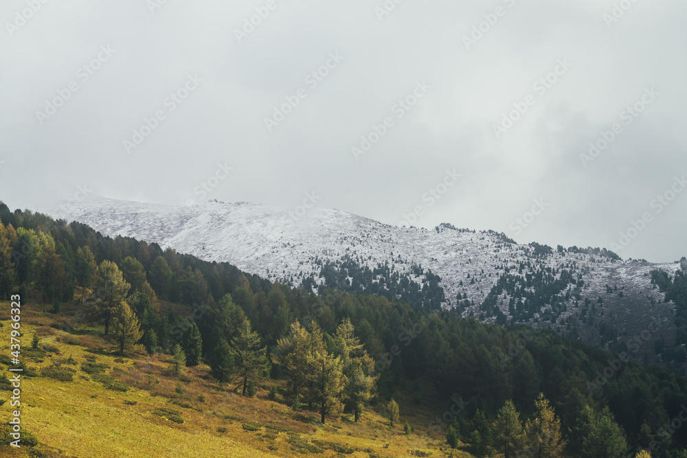 Atmospheric landscape with autumn forest with yellow larches on mountainside in golden sunlight on background of high snow-covered mountain in low clouds. Beautiful mountain in snow under rain clouds.