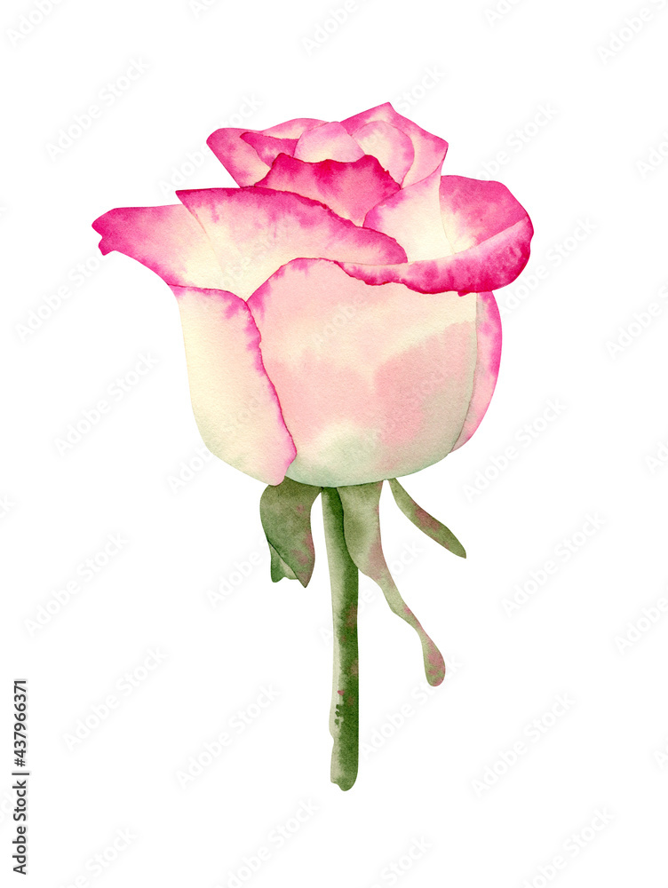 Fototapeta premium Pink rose illustration. Botanical illustration with delicate flower end petals for cards design, invitations, decor, souvenirs