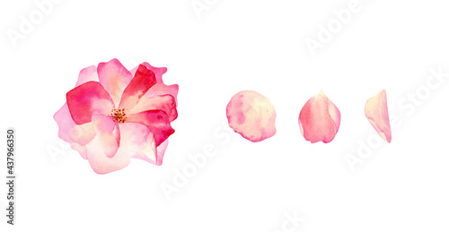 Wallpaper Mural Watercolor pink rose set. Botanical illustration with delicate flower end petals for cards design, invitations, decor, souvenirs Torontodigital.ca