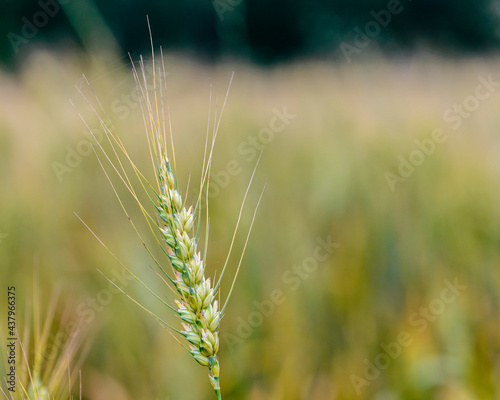 Spikes of ripe rye on the field on sunny day