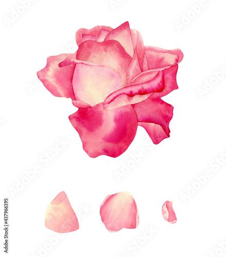 Wallpaper Mural Red and pink rose illustration. Botanical illustration with delicate flower end petals for cards design, invitations, decor, souvenirs Torontodigital.ca