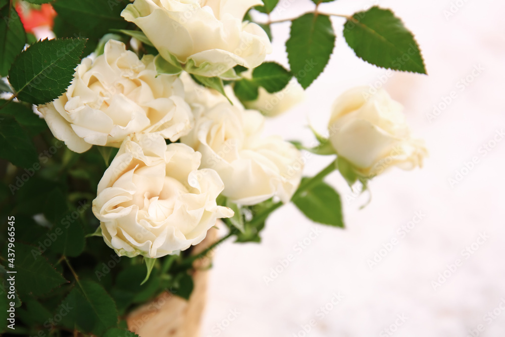 Beautiful white roses in pot on light background, closeup