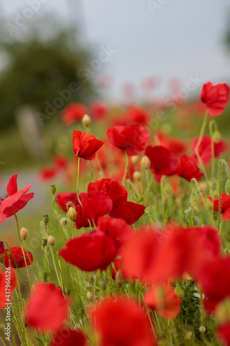 Mohnblumen am Stra  enrand im Sommer