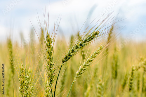 Wallpaper Mural Spikes of ripe rye on the field on sunny day Torontodigital.ca