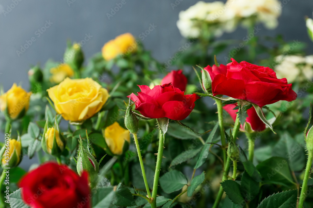 Beautiful roses on dark background, closeup Beautiful roses on dark background, closeup