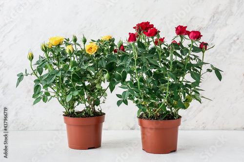 Beautiful roses in pots on light background