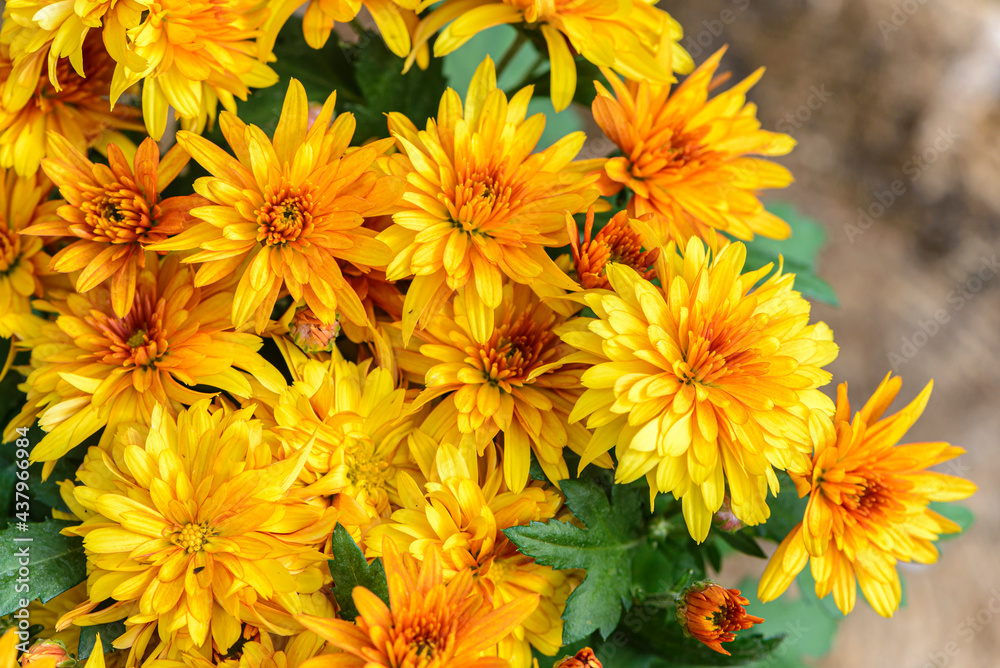 Background of bright orange chrysanthemums that bloomed on flower bed Background of bright orange chrysanthemums that bloomed on flower bed