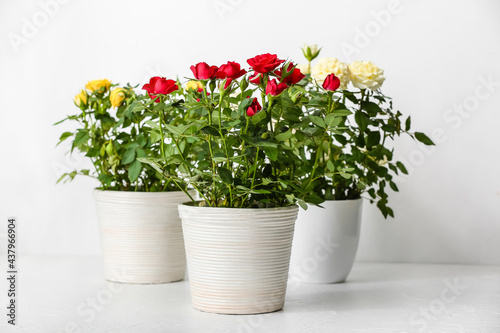 Beautiful roses in pots on table in room