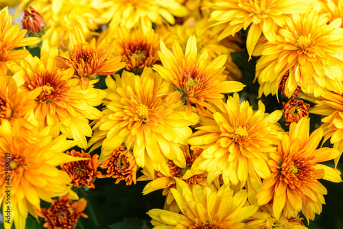 Wallpaper Mural Background of bright orange chrysanthemums that bloomed on flower bed Torontodigital.ca
