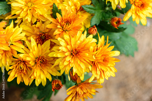 Wallpaper Mural Background of bright orange chrysanthemums that bloomed on flower bed Torontodigital.ca