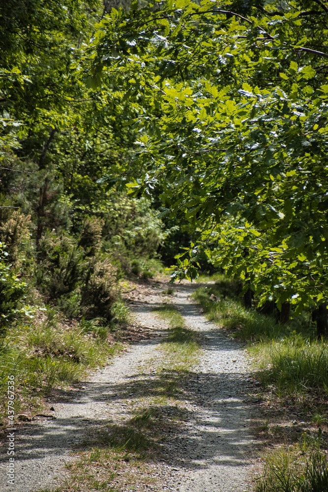 road in the woods with dense vegetation, in the Ligurian hinterland at Sassello road in the woods with dense vegetation, in the Ligurian hinterland at Sassello