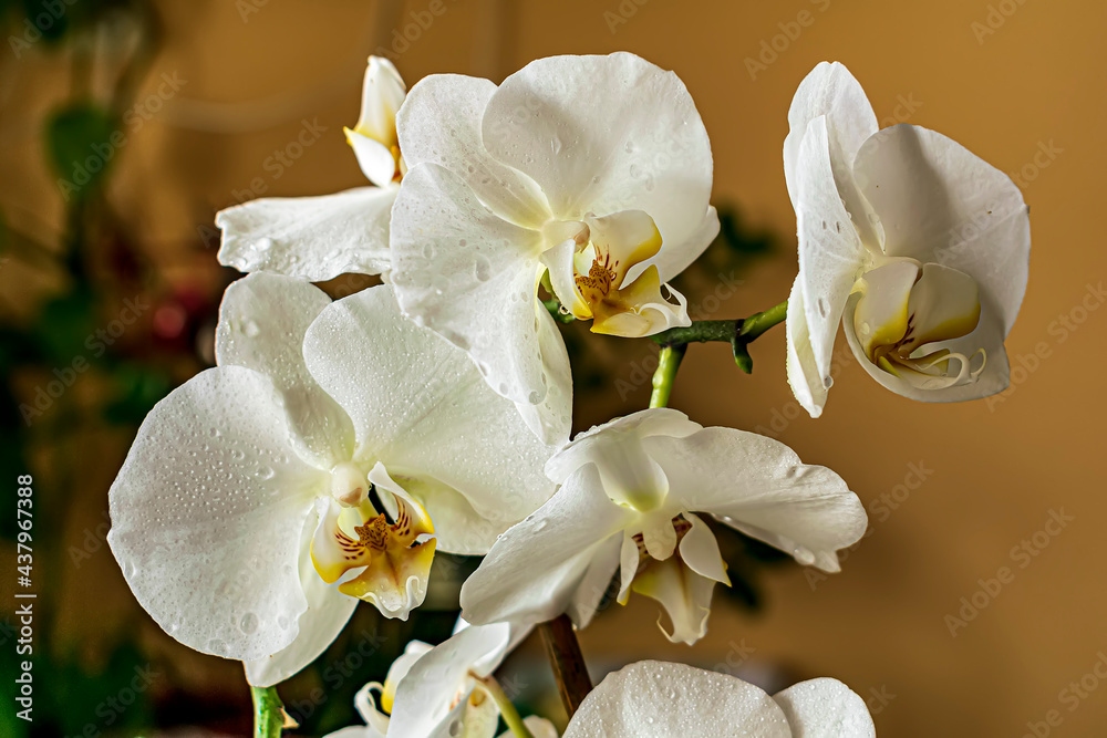 Fototapeta premium white orchid phalaenopsis