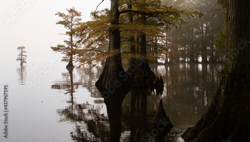 Cypress Trees Reelfoot lake in Tennessee during early morning fog in fall