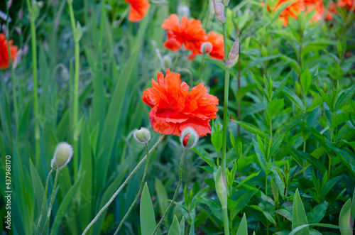 Red poppy flowers in the garden