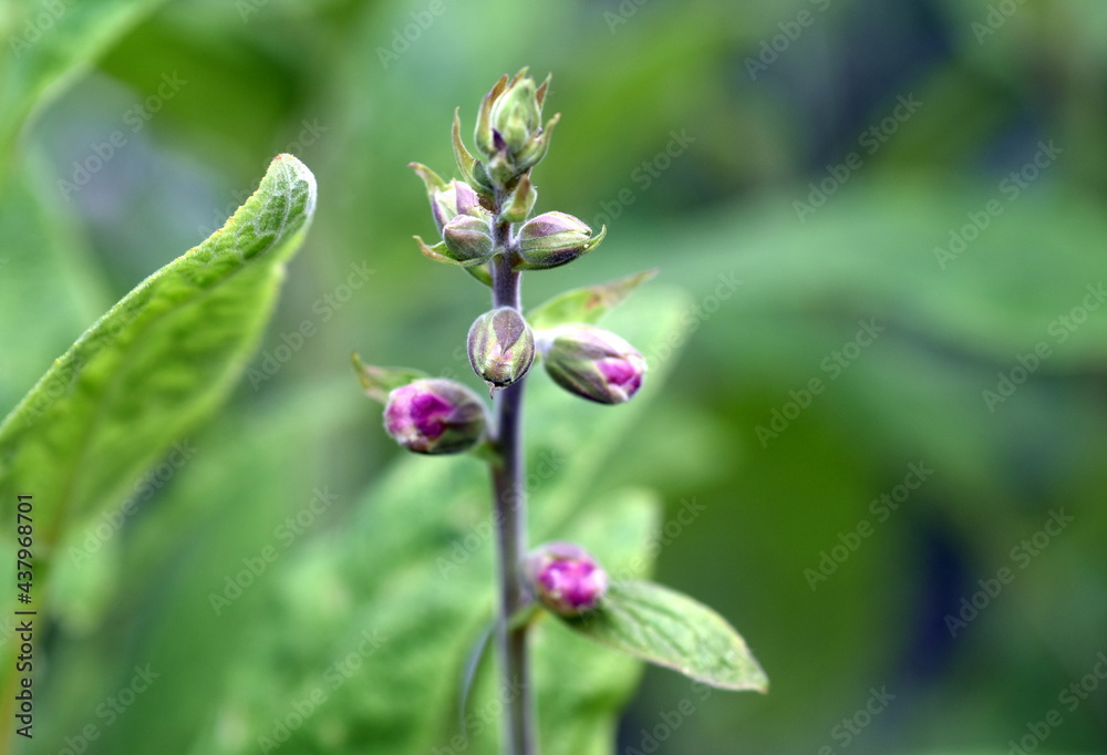 Knospen eines Wolligen Fingerhuts Knospen eines Wolligen Fingerhuts