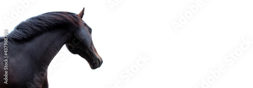 Portrait of beautiful black horse izolated on white background, bottom view. Cropped shot of a horse looking to the side. Animals, farm concept.