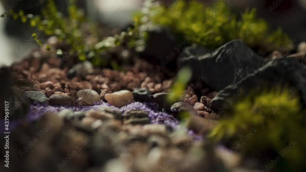 Person making a terrarium. Young attractive botanist is putting small plants and decoration in glass jar. Self-sustaining micro garden ecosystem. Zen meditation hobby. Succulents plant pot.