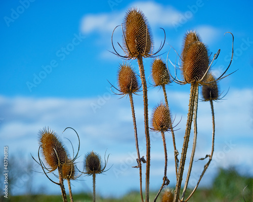 Common teasel (Dipsacus fullonum)