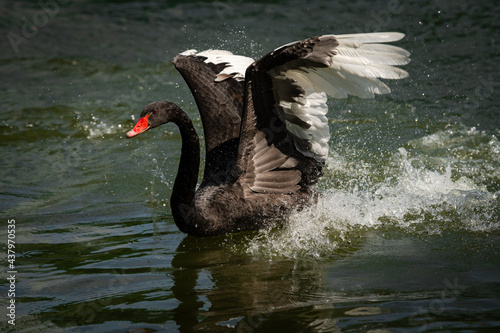 Fototapeta Naklejka Na Ścianę i Meble -  Nice black swan sweeming on summer lake with water splashes nature