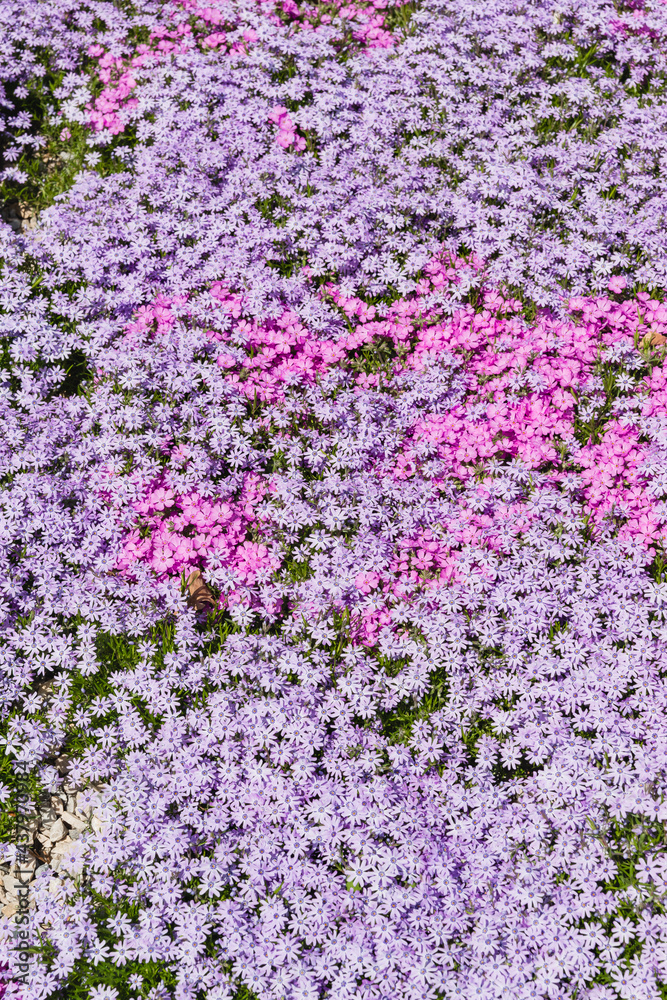 Creeping solid carpet on the flowerbed phlox awl-shaped white, pink and lilac flowers