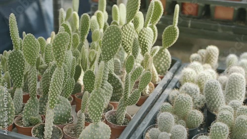 A bunch of bunny ear cactus plants in pots with Cephalocereus senilis cactus plants in a pot, slider shot photo